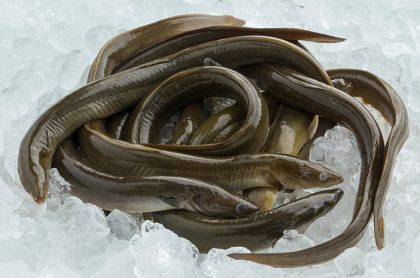 Ikan sidat memiliki kandungan omega-3 tertinggi di dunia. (Foto - Shutterstock.com)
